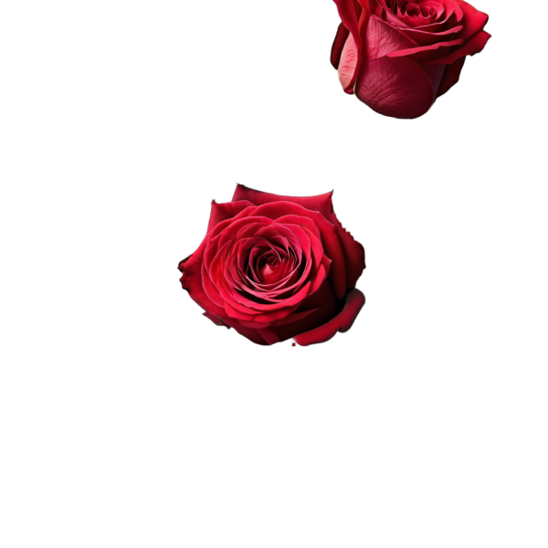 Elegant Red Rose Bouquet