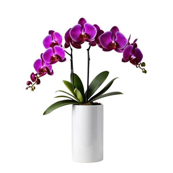 Orchid Bouquet