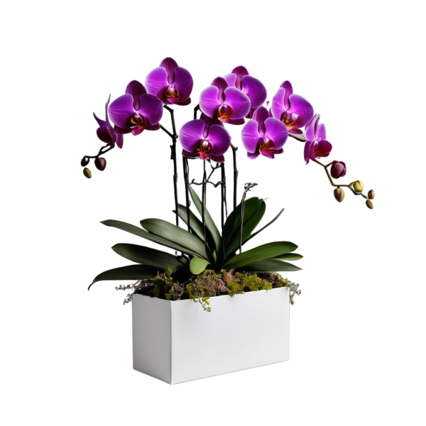 Orchid Gift Box