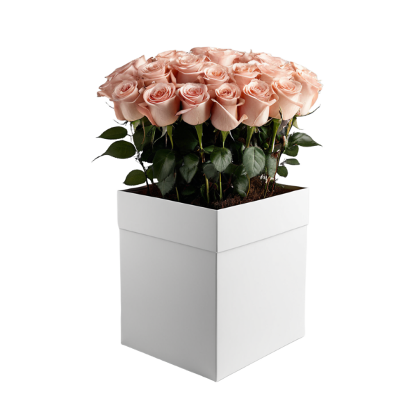 VIP Gift Box